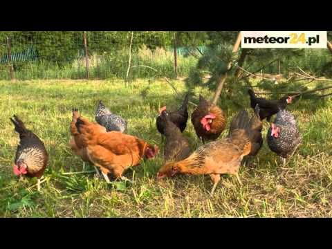 Agroturystyka Wojtkowa Osada - Stare Kiejkuty meteor24.pl