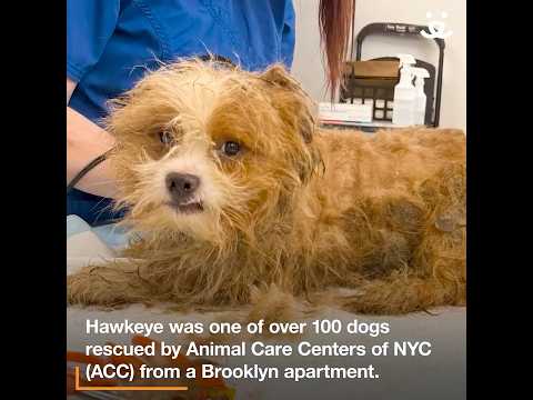 Brave dog rescued from horrible living conditions has amazing transformation