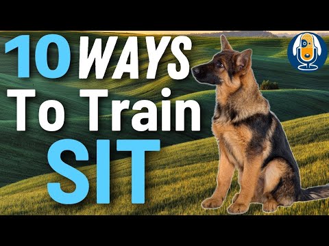 10 Ways To Teach A Sit WITHOUT A Food Lure! Unreal Results For Puppies And Dogs Of All Ages #155