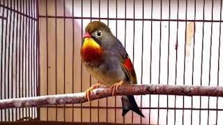 Download lagu Crecetan Burung Robin Suara Keras Bervariasi mp3