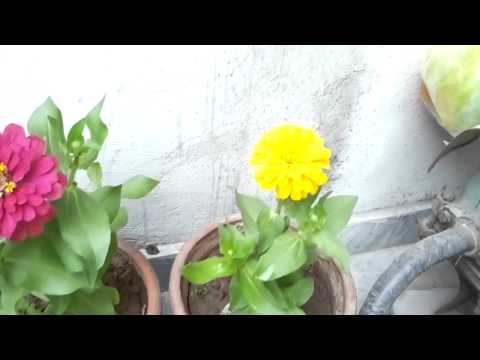 Maroof loves flowers