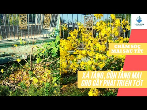 Vườn Quê |Chăm Sóc Mai Vàng Sau Tết - Xả Tàng, Côn Tàng Mai Giúp Cây Phát Triển Tốt