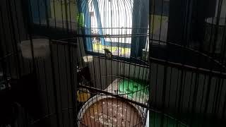 Download lagu Decu Kembang baru beli di ombyokan sampai rumah langsung belajar bunyi😀 mp3