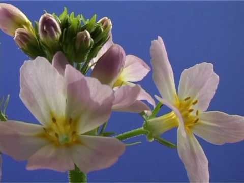 download lagu mp3 mp4 Wild Violet Flower Essence, download lagu Wild Violet Flower Essence gratis, unduh video klip Wild Violet Flower Essence
