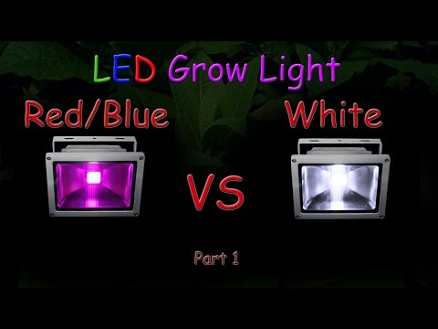 White LED vs Red/Blue LED Grow light Grow Test - Part 1 (Educational) 2016