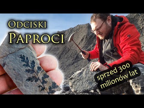 Nowa Ruda – Jak szukać skamieniałości roślin karbońskich?