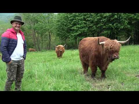 In vizita la ferma lui Florin Boss de la Nanesti, Maramures - 2023 Nou!!!