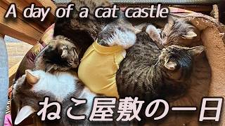 🇯🇵1 猫屋敷の一日 A day of a cat castle