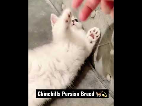White Cat | White Kitten | Chinchilla Persian Cat breed 💫🐈