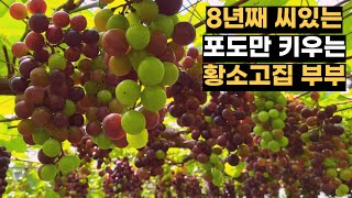 8년째 포도씨 안없애고 키우는 황소고집 부부