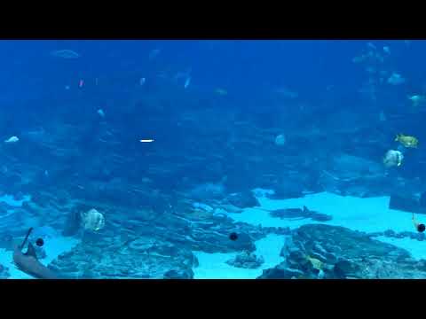 Georgia Aquarium - Ocean Voyager Cam