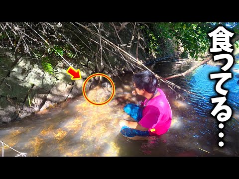 秘境⁉️山奥まで続く川で…