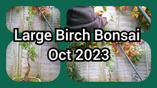 Large Birch Bonsai Oct 2023