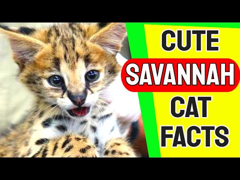 Savannah Cat | Cute Savannah Cat Facts