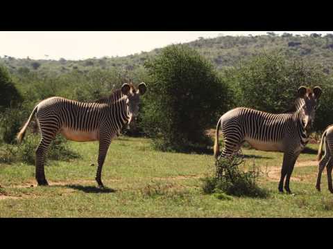 Zebra Highlights