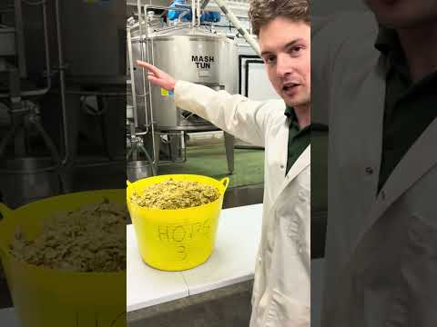 Head Brewer James on Ernest hops. #britishhops