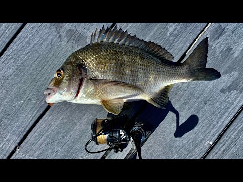 How To Catch Big Bream With Lures!