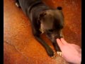 DOG TRICKS Sit Down Lay Down Roll Over Good Boy