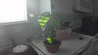 preview picture of video 'Avocado Tree Time Lapse'