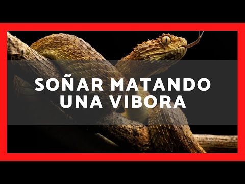▶️ QUÉ SIGNIFICA SOÑAR CON MATAR UNA VIBORA✅ SIGNIFICADO DE SOÑAR QUE MATAS A UNA VIBORA