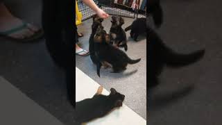 Video preview image #2 German Shepherd Dog Puppy For Sale in TORONTO, OH, USA