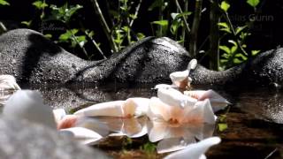 Nicholas Gunn - Sunkissed ☼