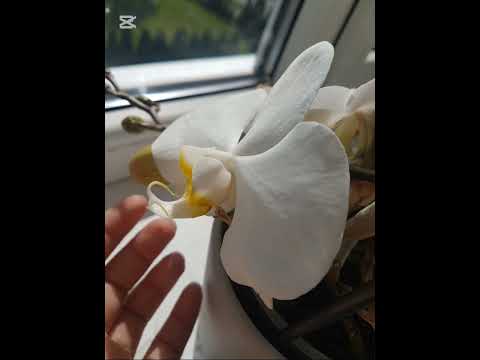 Dytis Paškevičius - Šiam Pasauly