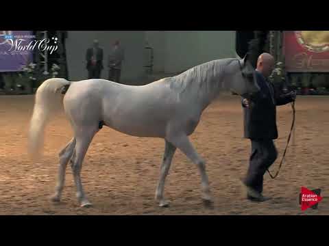 N.244 CM ZZ ZAMIR - LAS VEGAS 2019 - Arabian World Cup Senior Breeding Stallions (Class 126).mp4