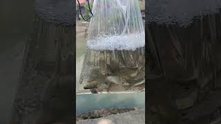 Download lagu hasil mancing ikan wader/derbang bolo,bagus buat isi aquarium!! #waderhias #mancingceria #ikan mp3