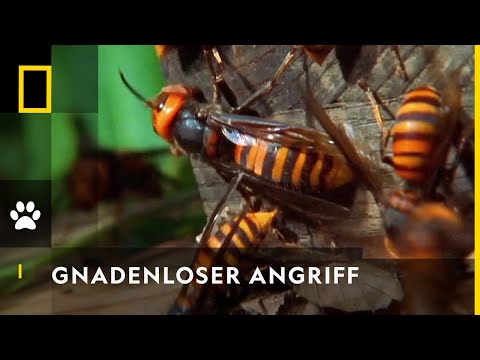 Riesenhornissen: Gnadenlose Killer | National Geographic