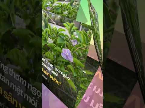 Vườn Cảnh Việt nhà kiến tạo mảng xanh