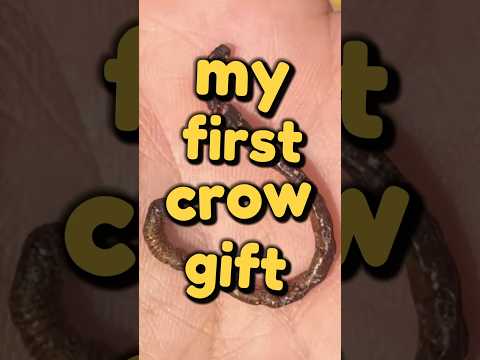 how to befriend crows - day 20: crow gift