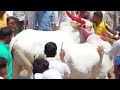 Baligada Sharyat Bullock Cart Racing No 1
