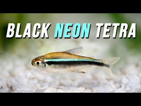 How to properly care for the popular black neon tetra aquari...