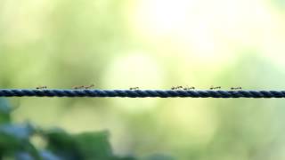 Mo Zowayed - Hardly Hanging On (ant song)