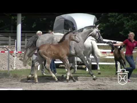 IZ049 Hengstfohlen von Van Gogh - Lordanos - Corrado I