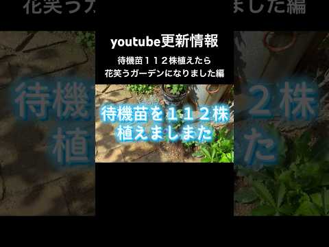 植物を屋外に順応させるにはどうすればよいですか?苗や観賞用のグリーンはいつ取り出すのですか？  庭園