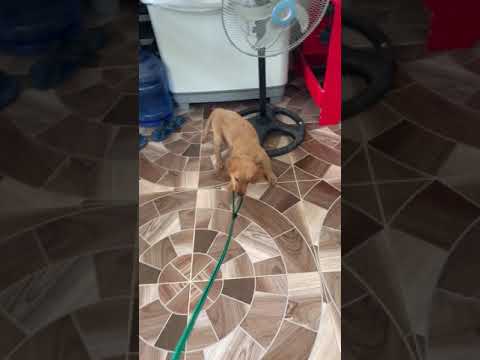 Playing tug of war | Azra the Golden Retriever