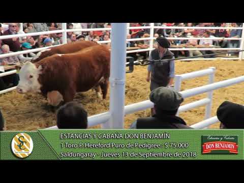 13-09-18 Venta de Toros P. Hereford P.P. - Cabaña Don Benjamín - Saldungaray