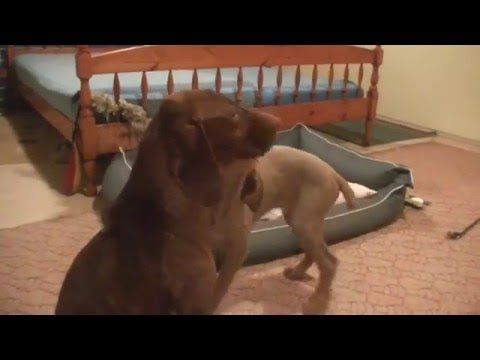 Luca und Janos, der kleine Herzensbrecher