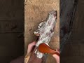 Leather Loafers Cleaned With Natural Leather Soap