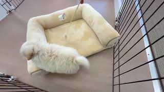 ハーフ犬の動画01