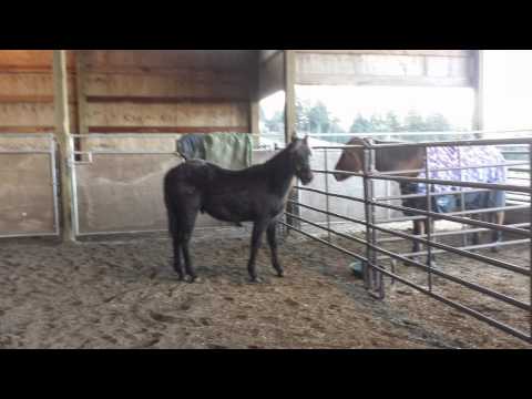 AQHA/NFQHA 7 month Colt *SOLD*