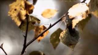 Daylight Dies - &quot;A Final Vestige&quot;