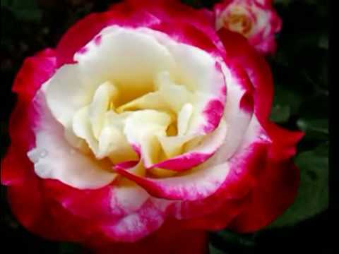 Fides - Zdravo Marijo