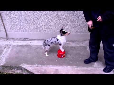 Elky Blue December 2011