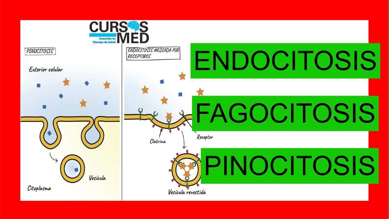 ENDOCITOSIS, FAGOCITOSIS Y PINOCITOSIS explicado FACIL ✅. #5