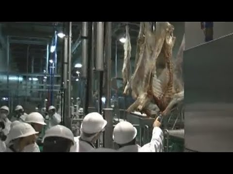 Cae exportación de ganado a los Estados Unidos