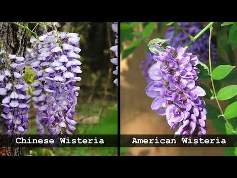 アメリカフジ、テキサスフジ、フジフジ