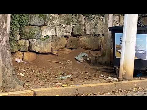 Infestação de ratos em área de descarte de lixo preocupa moradores em bairro nobre de Nova Friburgo